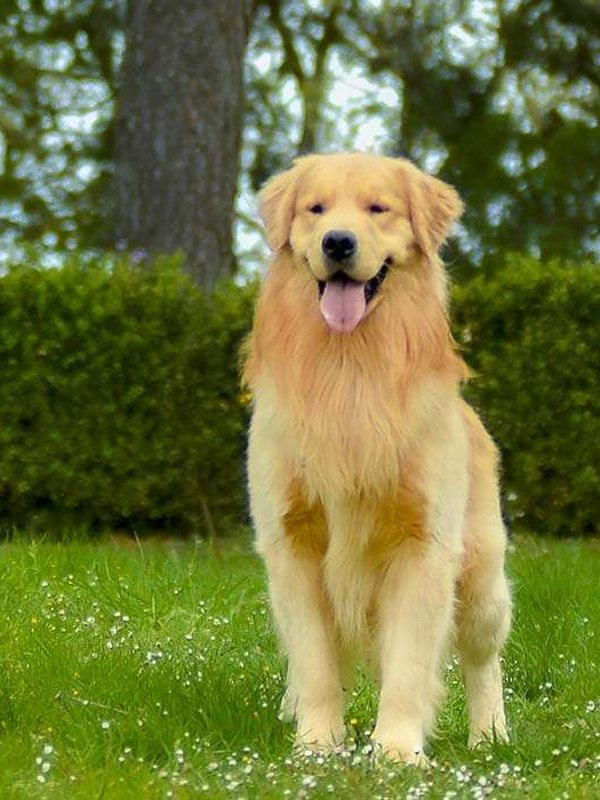 Ferris, Golden Retriever di linea americana